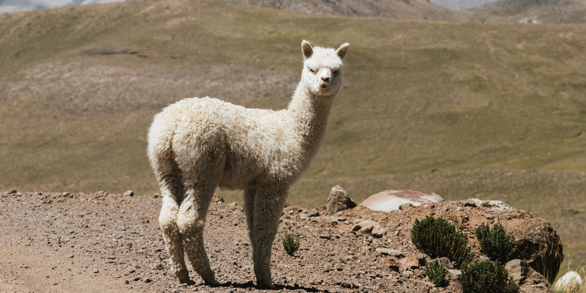 Alpaca vs Merino: Which Natural Fiber Is Right for You?